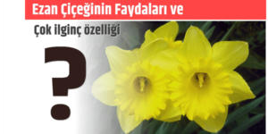 Ezan Çiçeğinin bilinmeyen o güzellikleri.