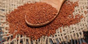 Ciğerleri tertemiz yapıyor Adeta bir akciğerin doktoru…