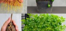 Çiftçiler 30 günde limon dikip yetiştirme hilesi ve s’ırrını veriyor