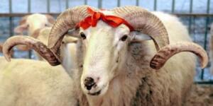 2026 büyükbaş ve küçükbaş f’ıyatları duyuruldu!