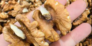 Doktorlar ceviz yemenin neye zarar verdiğini açıkladı…