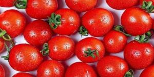 Kahvaltıda domates yiyen y-andı!