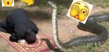 Namaz kılarken gelen y’ılan…