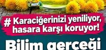 Karaciğerinizi yeniliyor, hasara karşı koruyor! Bilim gerçeği kanıtladı..