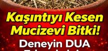 Kaşıntıyı Kesen Mu cizevi Bitki